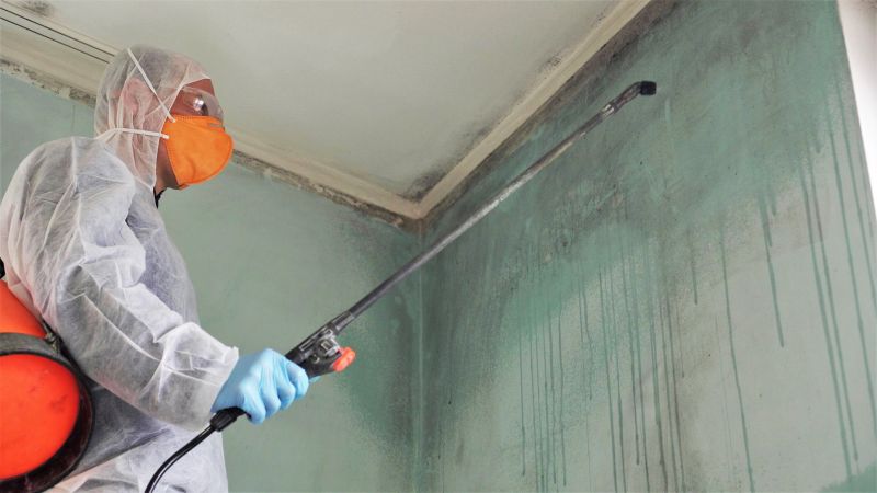 Mold Remediation Vs. Mold Removal