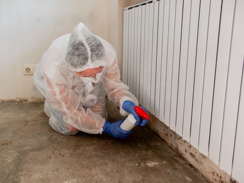 Why Professional Mold Removal Is Worth It
